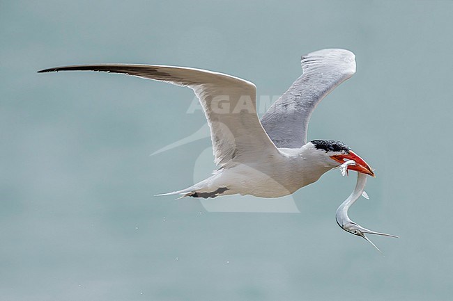 Caspian Tern flying with a fish over the Banc d'Arguin, Mauritania. April 10, 2018. stock-image by Agami/Vincent Legrand,