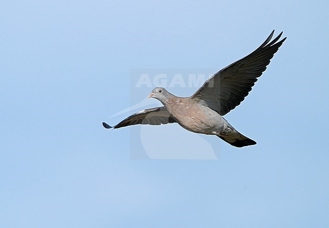 Juvenile, first-year Common Wood Pigeon (Columba palumbus) flying, migrating in blue sky showing underside stock-image by Agami/Ran Schols,