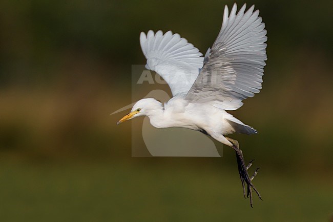 Winterkleed Koereiger in de vlucht; Non-breeding Cattle Egret in flight stock-image by Agami/Daniele Occhiato,