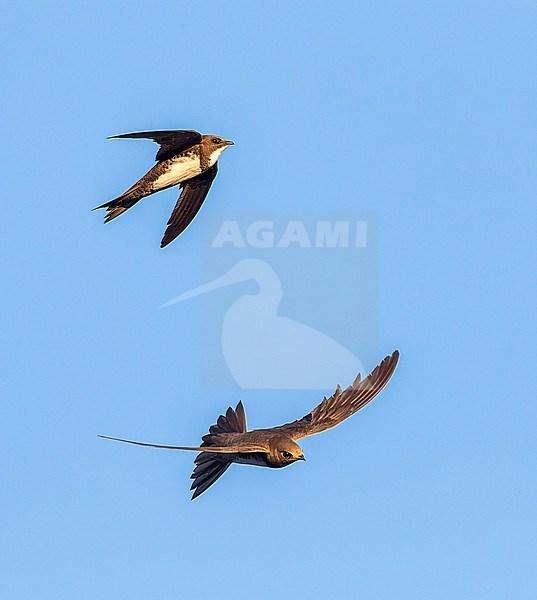 Alpine Swift (Apus melba) in flight in Spain. stock-image by Agami/Marc Guyt,