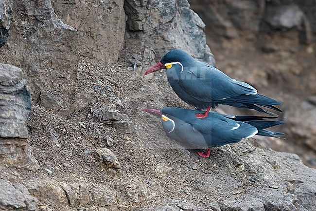 The stunning  Inca tern (Larosterna inca) is found along the rocky coast of Peru not far from the capitol of Lima. In this image we see them mating. stock-image by Agami/Jacob Garvelink,