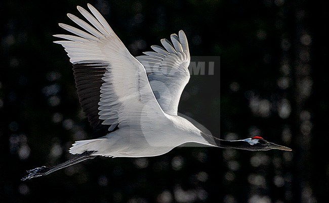 Endangered Red-crowned Crane (Grus japonensis) on Hokkaido in Japan during winter. In flight against a dark forest of pine trees. stock-image by Agami/Marc Guyt,