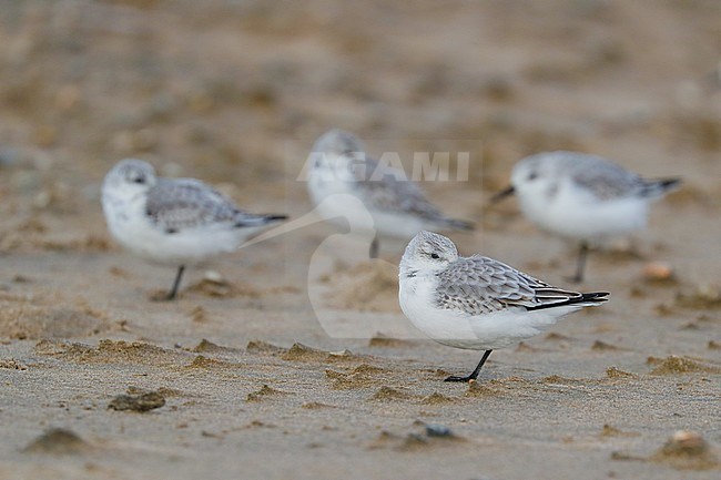 Flock of Sanderling on a Dutch beach stock-image by Agami/Arnold Meijer,