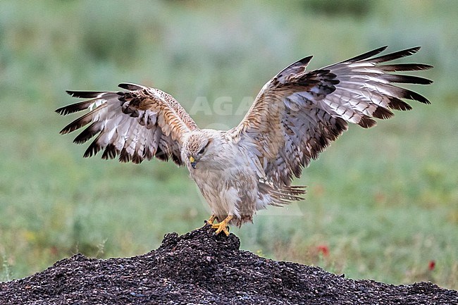 Arendbuizerd; Long-legged Buzzard; Buteo rufinus stock-image by Agami/Daniele Occhiato,