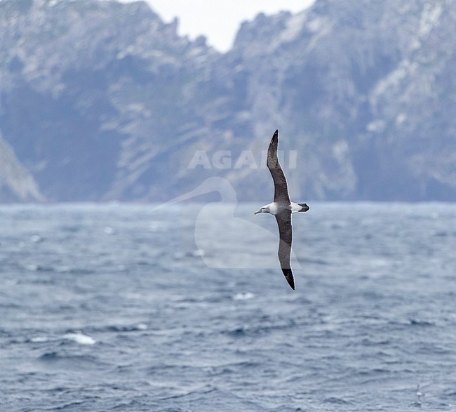 Adult White-capped Albatross (Thalassarche steadi) flying in front of The Snares in subantarctic New Zealand. stock-image by Agami/Marc Guyt,