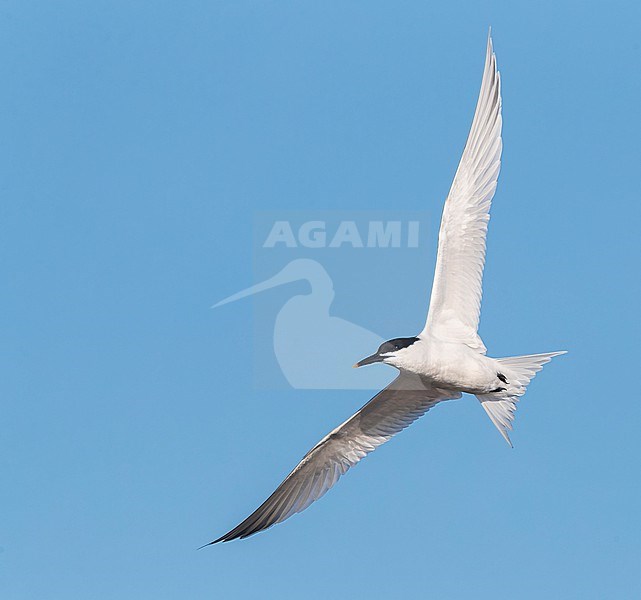 Sandwich Tern, Thalasseus sandvicensis, at the beach of Katwijk, Netherlands, during spring migration. stock-image by Agami/Marc Guyt,
