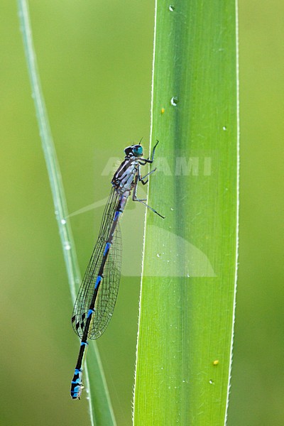 Azuurwaterjuffer; Azure Damselfly stock-image by Agami/Theo Douma,