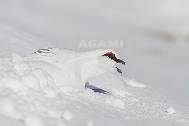 Rock Ptarmigan - Alpenschneehuhn - Lagopus muta ssp. helvetica, Germany, adult male in snow cave calling stock-image by Agami/Ralph Martin,