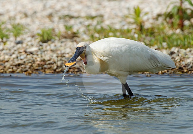 Foeragerende Lepelaar, Eurasian Spoonbill foraging stock-image by Agami/Roy de Haas,
