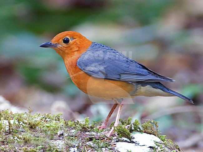 Mannetje Damalijster, Male Orange-headed Thrush stock-image by Agami/Alex Vargas,