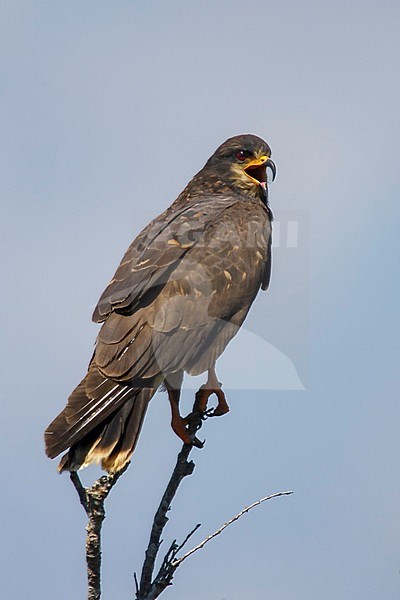 Adult female Everglade Snail Kite (Rostrhamus sociabilis plumbeus) Miami-Dade County, Florida, United States. stock-image by Agami/Brian E Small,