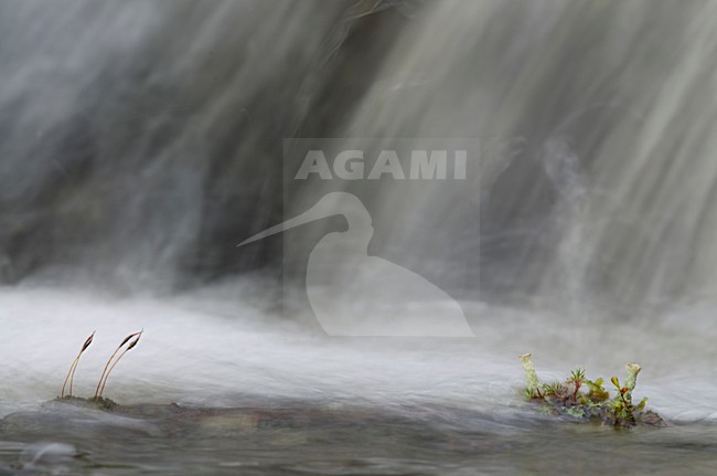 Sporendragend mos met stromend water op de achtergrond, Moss with water in the background stock-image by Agami/Rob de Jong,