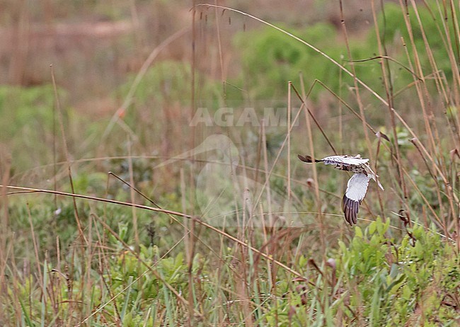 White-winged Nightjar (Eleothreptus candicans) in Paraguay. stock-image by Agami/Pete Morris,