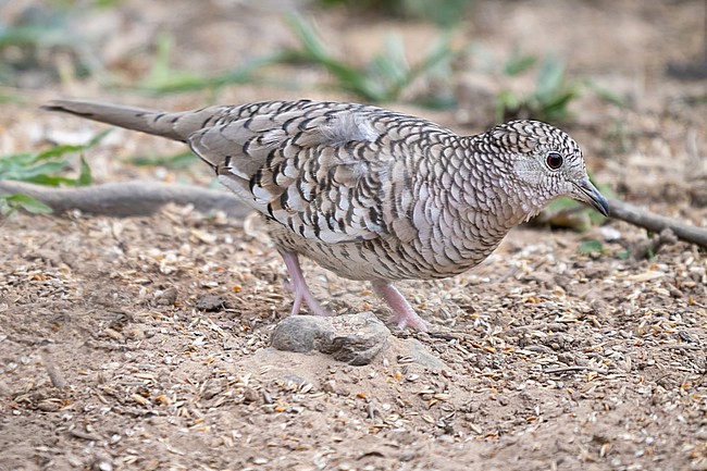 Scaled dove, Columbina squammata stock-image by Agami/Hans Germeraad,