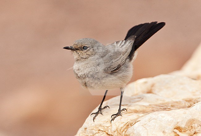 Blackstart adult perched; Zwartstaart volwassen zittend stock-image by Agami/Marc Guyt,