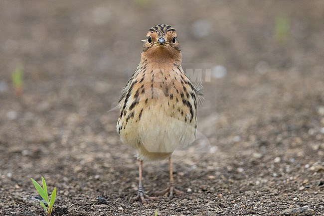 Red-throated Pipit (Anthus cervinus), front view of an adult standing on the ground, Campania, Italy stock-image by Agami/Saverio Gatto,
