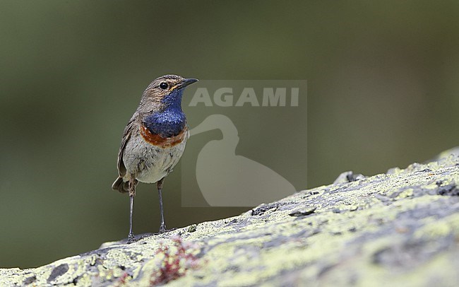 Adult male Iberian Bluethroat (Luscinia svecica azuricollis) perched on a rock at the Cantabrian Mountains, Castillia y Leon, Spain stock-image by Agami/Helge Sorensen,