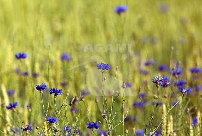 Blooming Cornflower (Centaurea cyanus) in between corn during early summer on a biological farm in Deventer stock-image by Agami/Edwin Winkel,