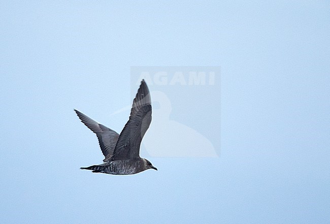 First-winter Long-tailed Skua (Stercorarius longicaudus), flying above the Atlantic ocean off Madeira. Dark phase. stock-image by Agami/Marc Guyt,