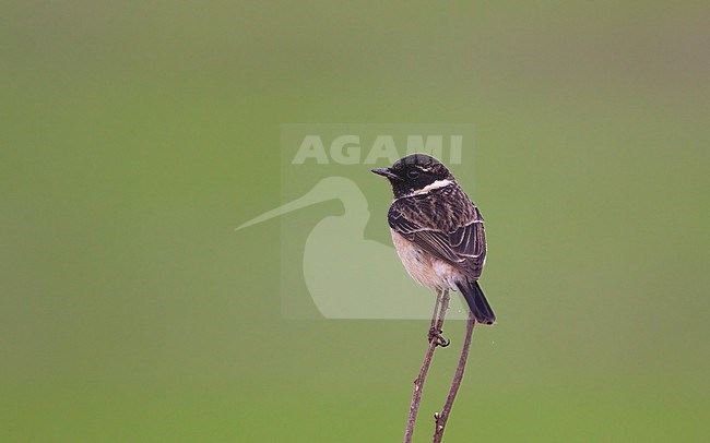 Male Stejneger's Stonechat (Saxicola stejnegeri) at Thaton, Thailand stock-image by Agami/Helge Sorensen,