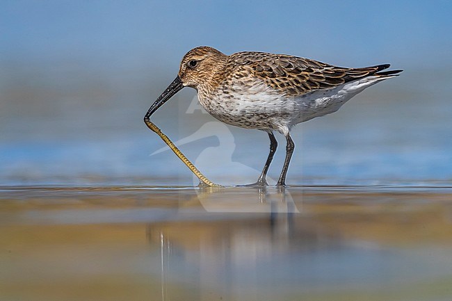 Autumn plumaged Dunlin (Calidris alpina) foraging in a shallow pond in Italy. stock-image by Agami/Daniele Occhiato,