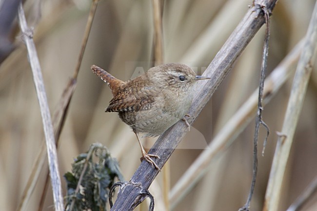 Winter Wren perched, Winterkoning zittend stock-image by Agami/Daniele Occhiato,