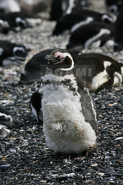 Magelhaenpinguin; Magellanic Penguin stock-image by Agami/Marc Guyt,