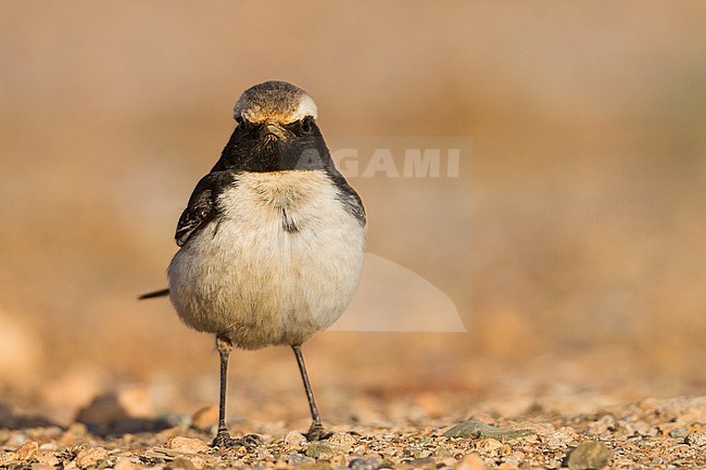 Red-rumped Wheatear - Fahlbürzel-Steinschmätzer - Oenanthe moesta, Morocco, adult male stock-image by Agami/Ralph Martin,