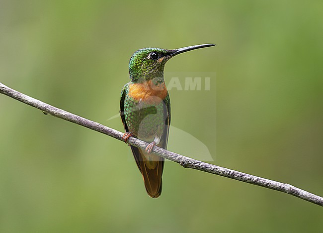Gould's Jewelfront (or Brilliant) (Heliodoxa aurescens) female perched on a thin branch, with plain background stock-image by Agami/Andy & Gill Swash ,