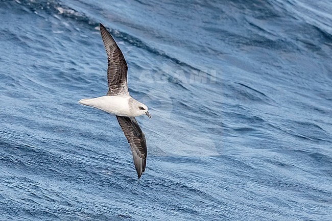 White-headed Petrel (Pterodroma lessonii) in flight over the ocean surface. stock-image by Agami/Rafael Armada,