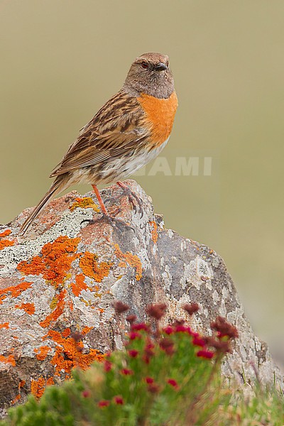 Robin Accentor (Prunella rubeculoides) Perched on a rock in China stock-image by Agami/Dubi Shapiro,