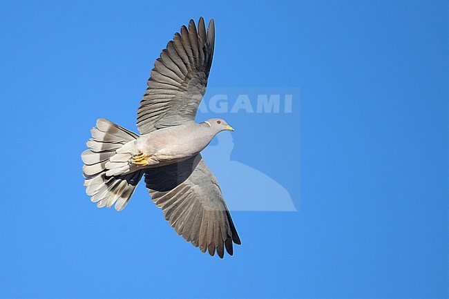 Adult
Santa Barbara Co., CA
November 2020 stock-image by Agami/Brian E Small,