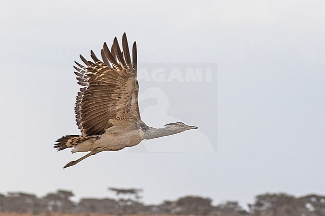Flying Kori Bustard (Ardeotis kori) in Tanzania. The largest flying bird native to Africa. stock-image by Agami/Pete Morris,