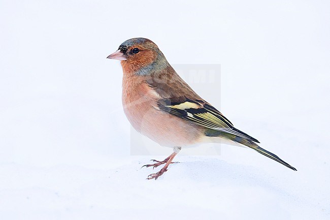 Common Chaffinch (Fringilla coelebs), adult male in winter plumage standing in the snow stock-image by Agami/Saverio Gatto,