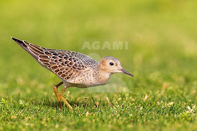 First-winter Buff-breasted Sandpiper (Calidris subruficollis), walking over grassfield and foraging during autumn on a Golf Course on Lanzarote, Canary Islands, Spain in September. stock-image by Agami/Rafael Armada,