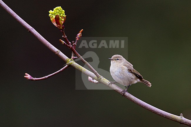 Tjiftjaf op takje; Common Chiffchaff perched on a branch stock-image by Agami/Menno van Duijn,
