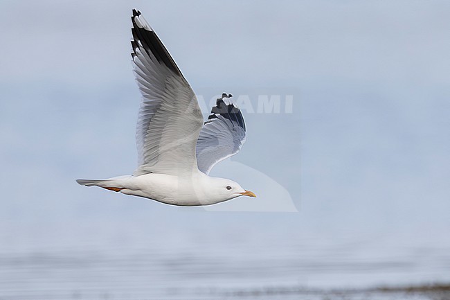 Common Gull (Larus canus), side view of an adult in flight, Finnmark, Norway stock-image by Agami/Saverio Gatto,