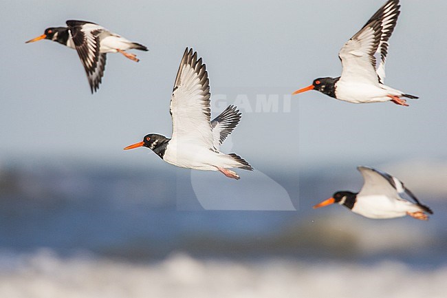 Scholekster, Eurasian Oystercatcher, Haematopus ostralegus stock-image by Agami/Menno van Duijn,