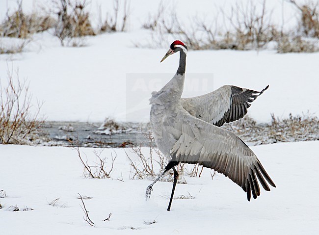 Dansende Kraanvogel in de sneeuw; Dancing Common Crane in snow stock-image by Agami/Markus Varesvuo,