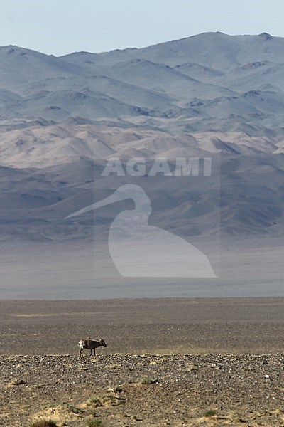 Saiga antelope (Saiga tatarica) in the desert of Mongolia stock-image by Agami/James Eaton,
