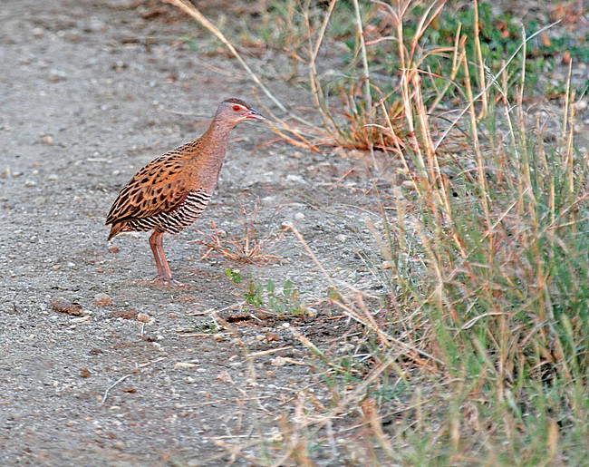 African Crake, Crecopsis egregia, standing on the road in Uganda. stock-image by Agami/Pete Morris,