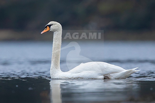 Mute swan (Cygnus olor) swimming on a river, with a dark backgound, in Brittany, France. stock-image by Agami/Sylvain Reyt,