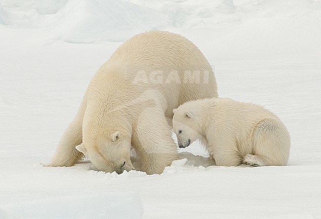 Polar bear (Ursus maritimus) adult with cub digging a hole for prey stock-image by Agami/Roy de Haas,
