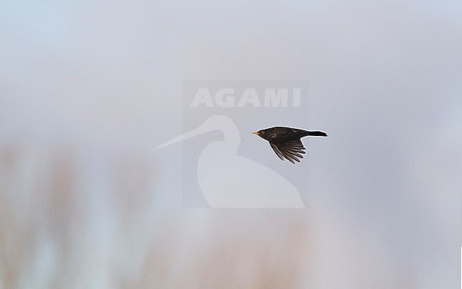 Adult male Common Blackbird (Turdus merula merula) in flight against sky at Nivå, Denmark stock-image by Agami/Helge Sorensen,