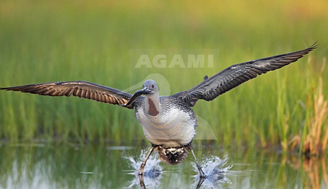 Landende Roodkeelduiker in zomerkleed met vis; Landing Red-throated Loon in summer plumage with fish stock-image by Agami/Markus Varesvuo,