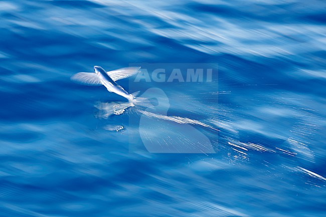 Flyingfish (Exocoetidae sp.) in flight with slow shutterspeed over the atlantic ocean. Waters between St. Helena and Ascension Islands.

 stock-image by Agami/Rafael Armada,