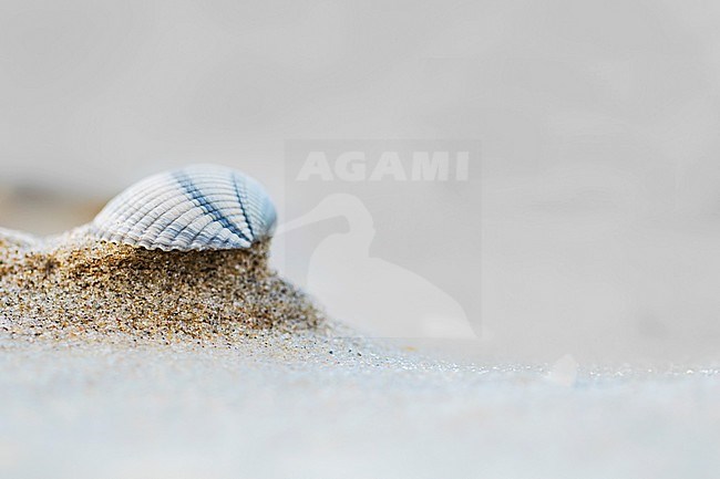 Empty shell of of a Common Cockle on the beach of Texel stock-image by Agami/Wil Leurs,