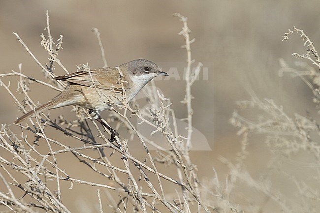 Lesser Whitethroat - Klappergrasmücke - Sylvia althaea halimodendri, Oman stock-image by Agami/Ralph Martin,