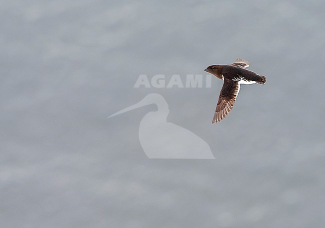 Little Auk (Alle alle) during summer season on Spitsbergen in arctic Norway. stock-image by Agami/Marc Guyt,