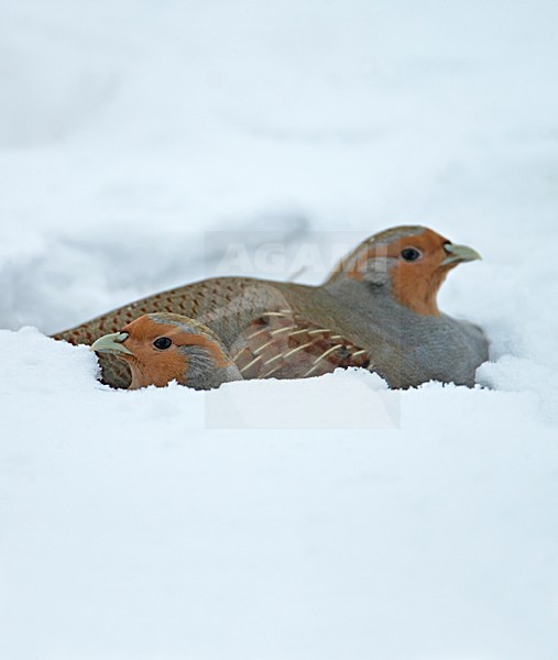 Grey Partridge(Perdix perdix), Liminka Finland 3.2.2004 stock-image by Agami/Markus Varesvuo,